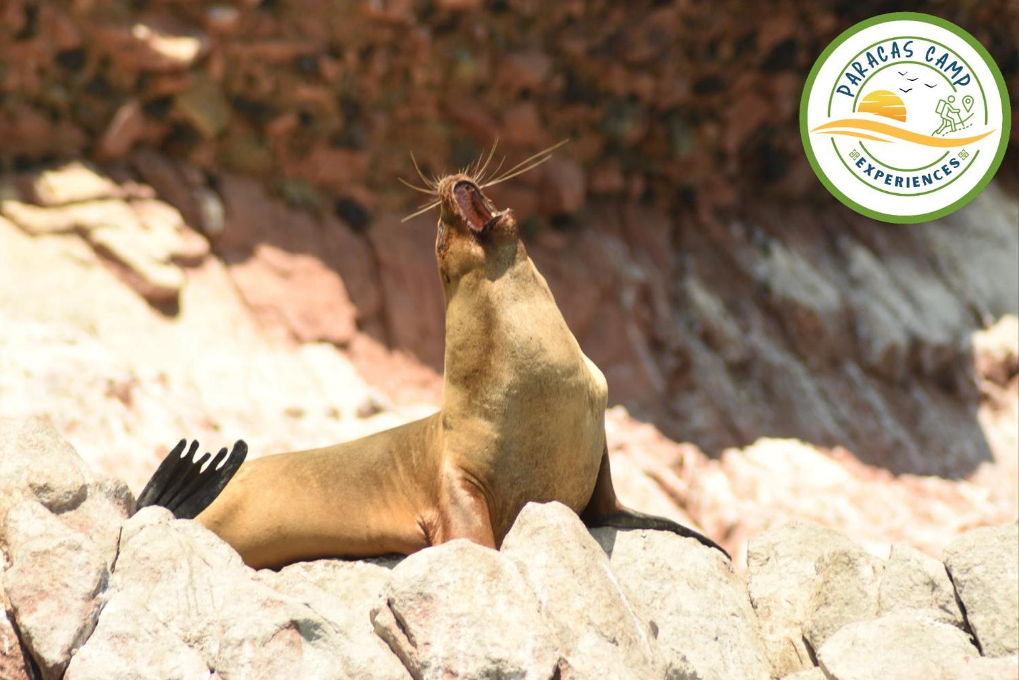 Paracas Camp Lodge & Experiences 외부 사진